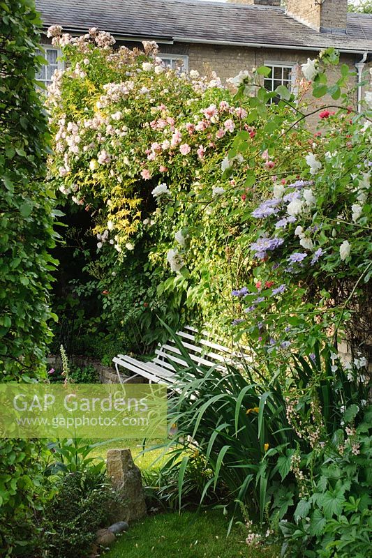 Garden bench in secluded town garden with walls covered with Rosa and Clematis - Rhadegund House, New Square, Cambridge