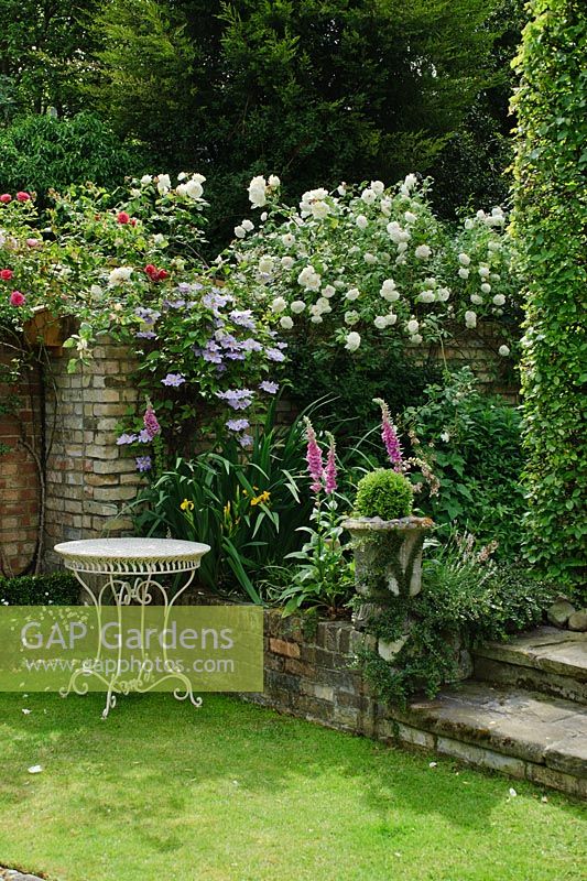 Formal town garden with Rosa 'Climbing Iceberg' and Clematis growing on wall. Buxus - Box ball and Foxgloves beside steps - Rhadegund House, New Square, Cambridge
