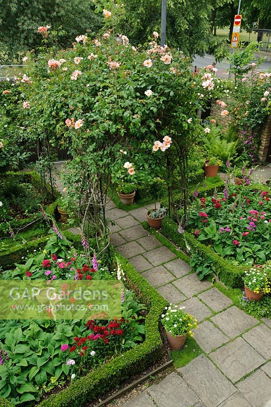 Elevated view of formal town garden with Rosa 'Meg' growing on arches over front path. Dianthus - Sweet williams and Digitalis - Foxgloves planted in Box edged beds - Rhadegund House, New Square, Cambridge.
