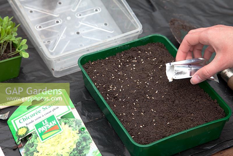 Sowing seed - Lettuce Chicoree Scarole