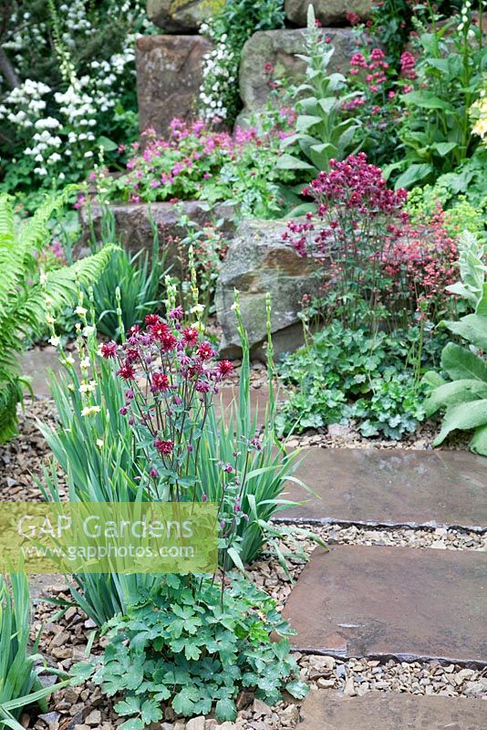 Aqualegia Ruby Port supported by Sisyrinchiums in mixed planting by stone pathway