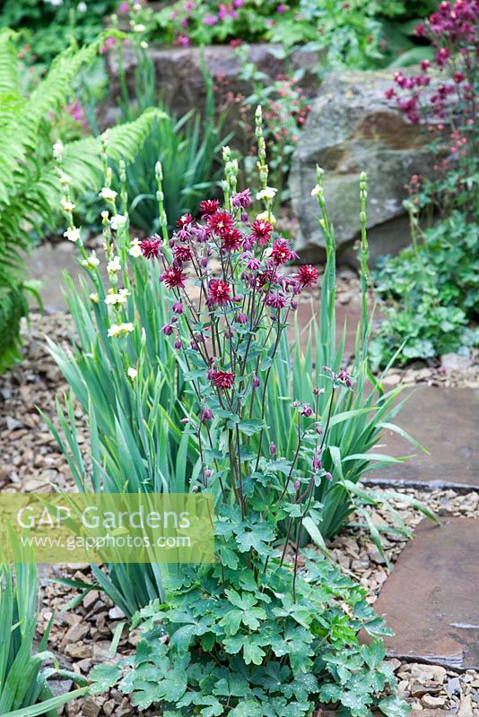 Aqualegia Ruby Port supported by Sisyrinchiums in mixed planting by stone pathway