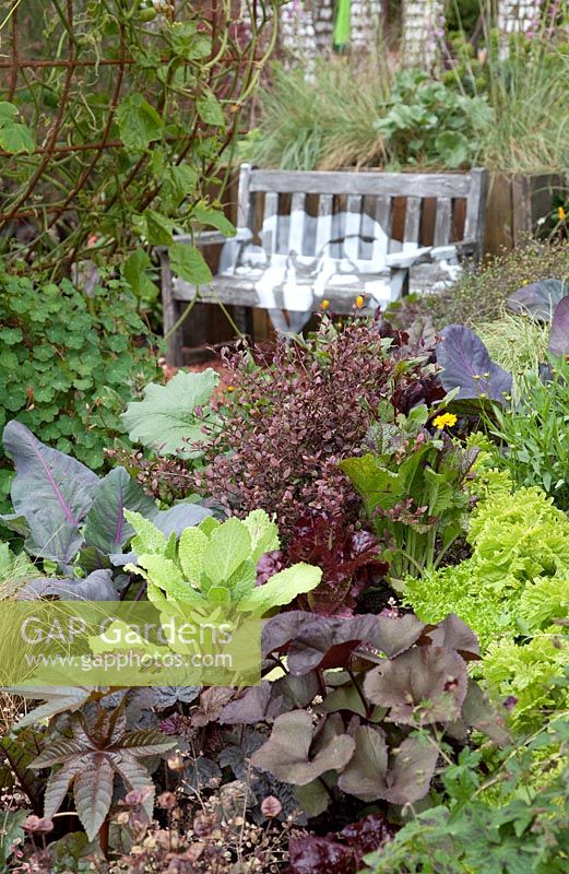 Mixed brassicas and lettuce planted in bed with ornamentals.
