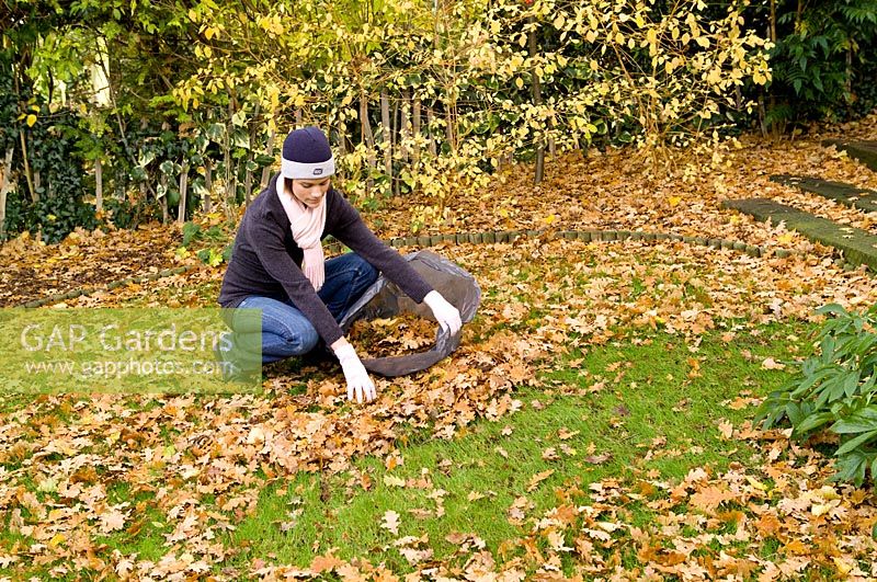 Bagging up raked leaves on lawn