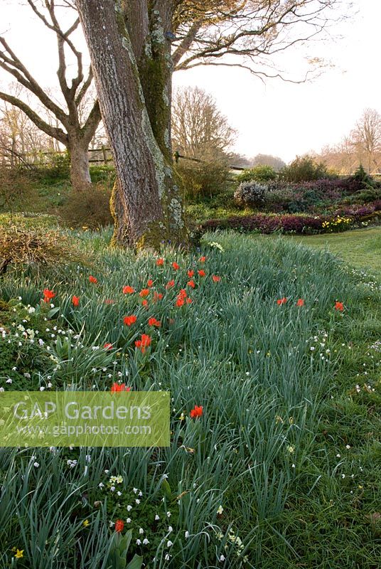 Spring bulbs naturalised in grass