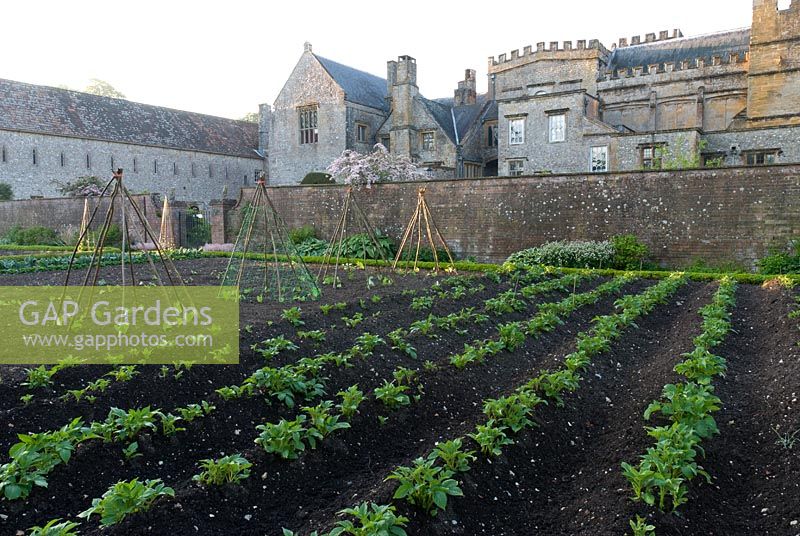 The kitchen garden at Forde Abbey with rows of Potatoes and wigwam supports for Runner Beans