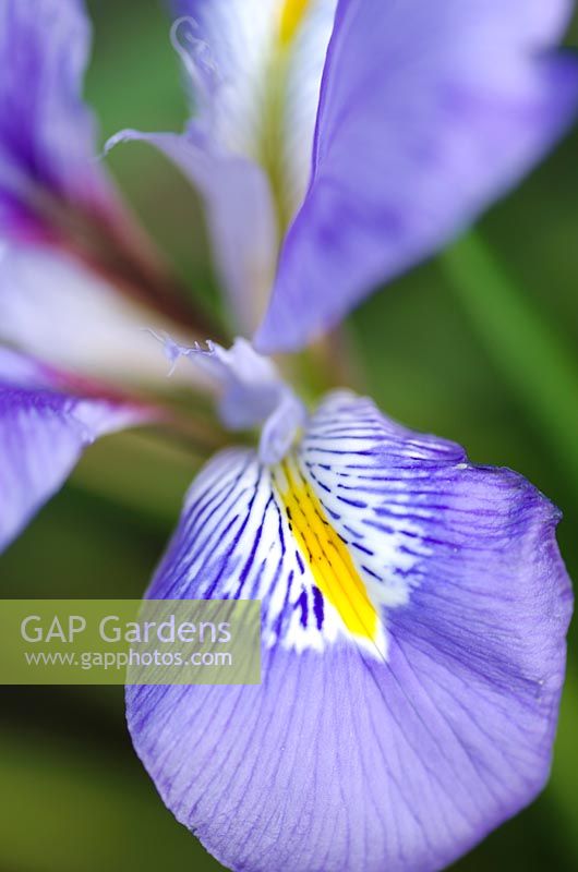 Iris unguicularis
