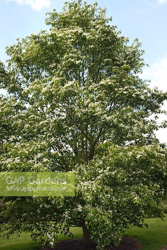 Sorbus alnifolia - Korean whitebeam