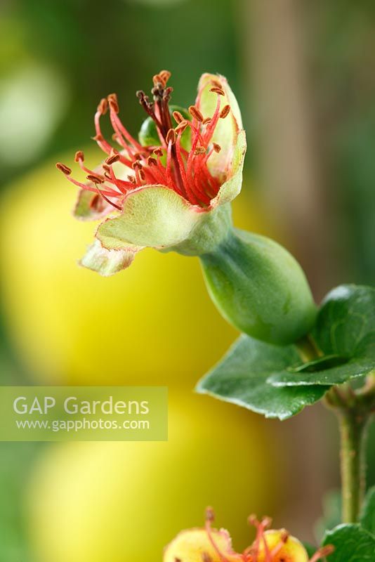 Chaenomeles japonica - Japanese quince forming as flower dies, September