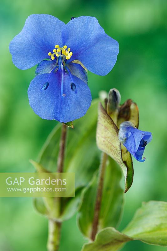 Commelina dianthifolia - Bird-bill Day Flower, also known as Widow's Tears, August