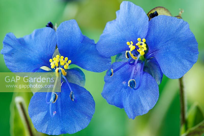 Commelina dianthifolia - Bird-bill Day Flower, also known as Widow's Tears, September
