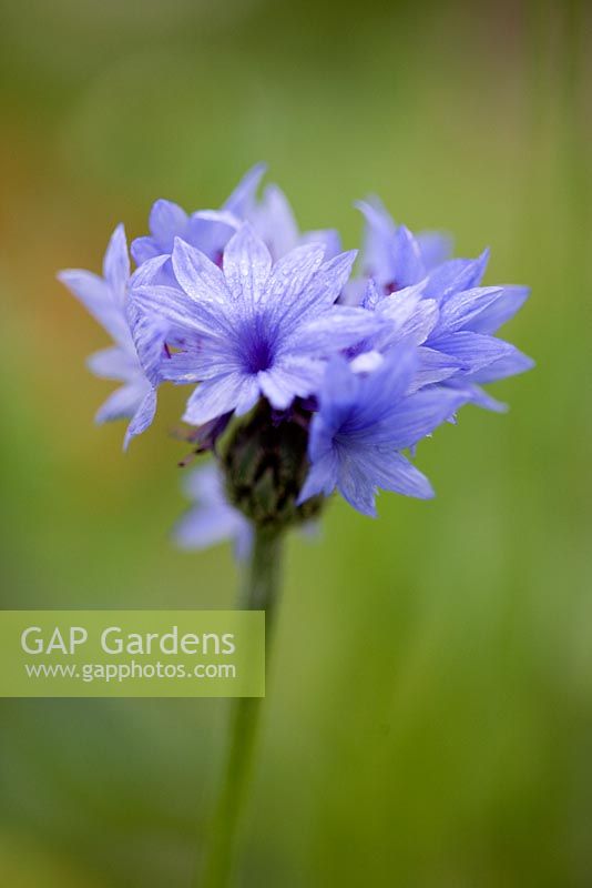 Centaurea cyanus - The Garden House, Buckland Monachorum, Devon 