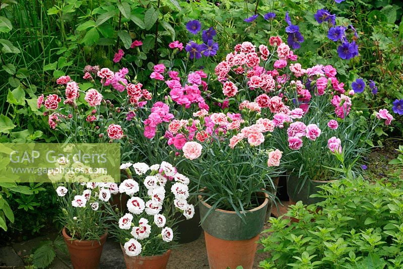 Cottage garden pinks growing in terracotta pots along a path edge surrounded by herbs and Geranium ibericum