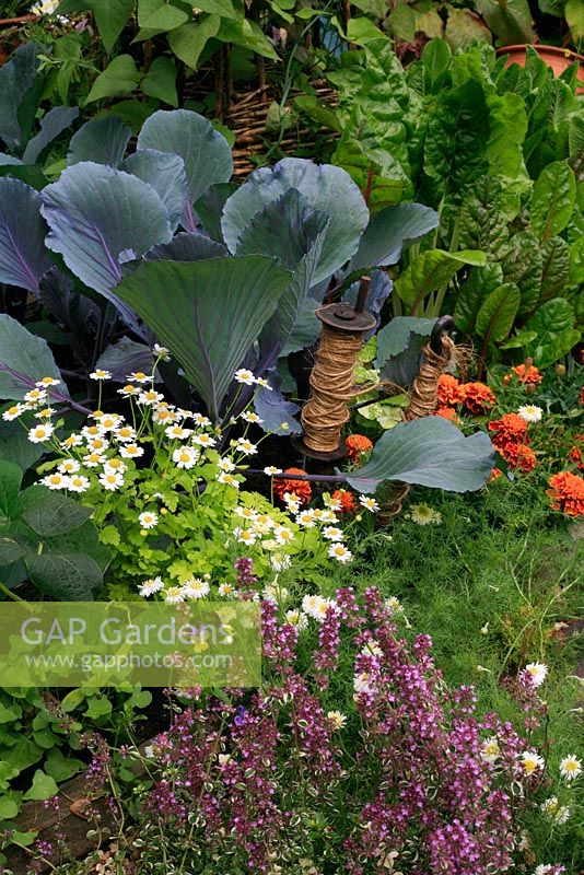 Ornamental kitchen garden with scented plants - chamomile and thyme, in front of golden feverfew, red cabbage, Beta 'Bright Lights' and French marigolds to deter whitefly