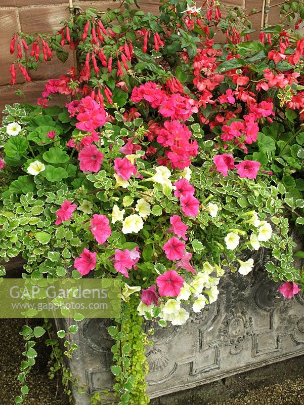 Summer flowers and foliage spilling out of an old lead trough - Petunias, zonal pelargoniums, Begonias, Fuchsias, Lysimachia and Plectranthus                                               