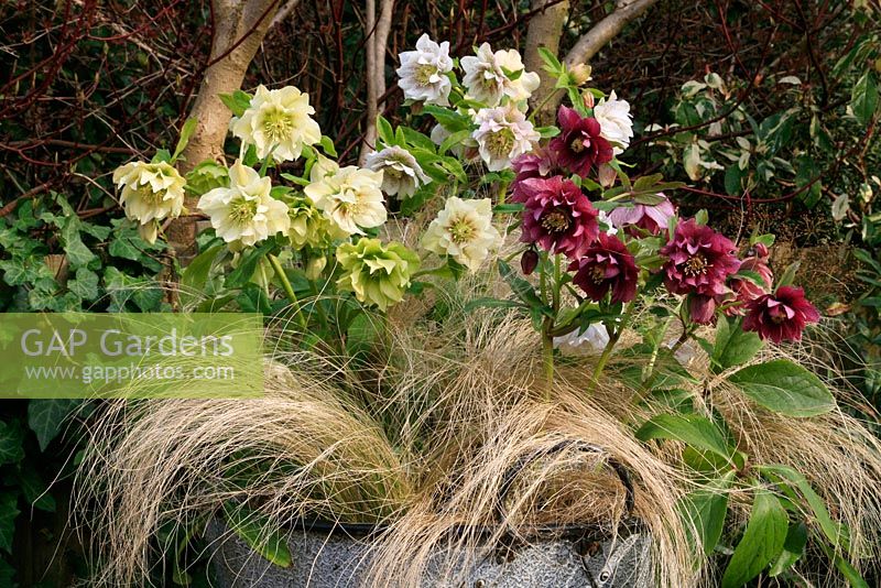 Helleborus x hybridus 'Double Queen' with the Winter skeletons of Mexican feather grass, Stipa tenuissima
