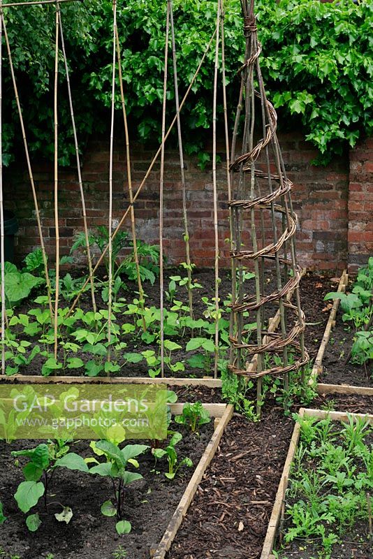 Well designed, compact kitchen garden recently planted with aubergines, chard, sweet peas, runner beans and annuals divided up into timber edged beds with chipped bark paths, sweet peas planted on wigwams and canes