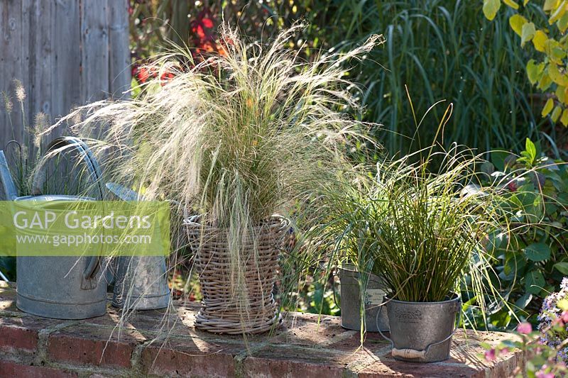Stipa and Carex in pots on wall