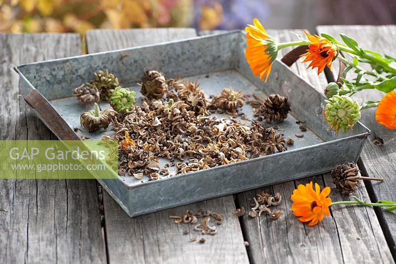 Calendula - Saved marigold seeds on metal tray