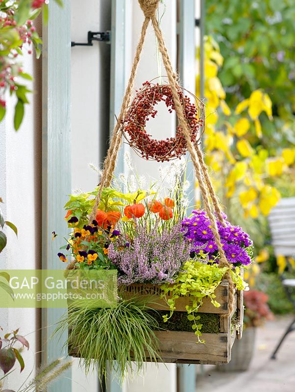 Hanging basket made from old wooden box and rope - Calluna 'Anette', Physalis, Aster dumosus 'Pink Topaz', Viola cornuta, Lysimachia nummularia and Carex 