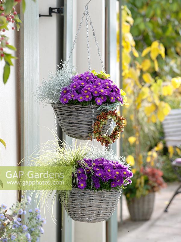 Hanging baskets with Aster dumosus 'Purple Diamond', Carex and Calocephalus 