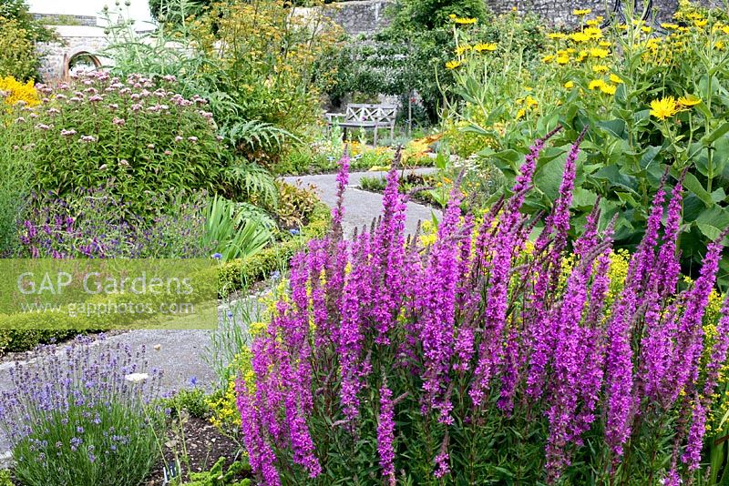 Borders with Liatris, Inula and Helenium - Cowbridge Physic Garden, Wales
