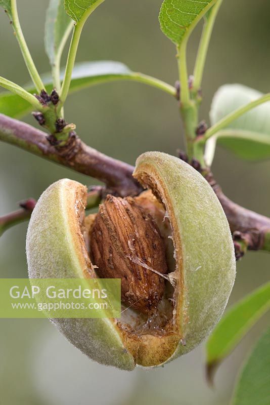 Prunus dulcis 'Robijn' Ripe fruit of Almond ready to pick