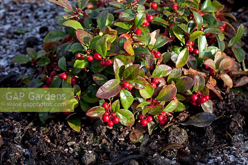Gaultheria procumbens - Checkerberry provides evergreen, low growing ground cover as well as unusual tasting berries