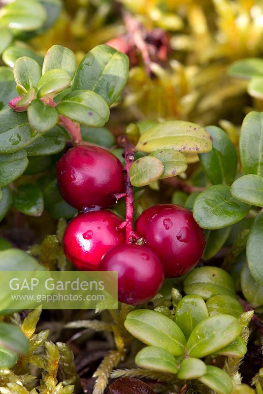 Vaccinium vitis-idaea (lingonberry or cowberry) Partrige berry in Newfoundland