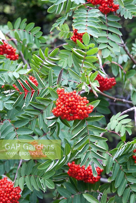 Sorbus decora - Showy mountain ash - Dog berry, Newfoundland