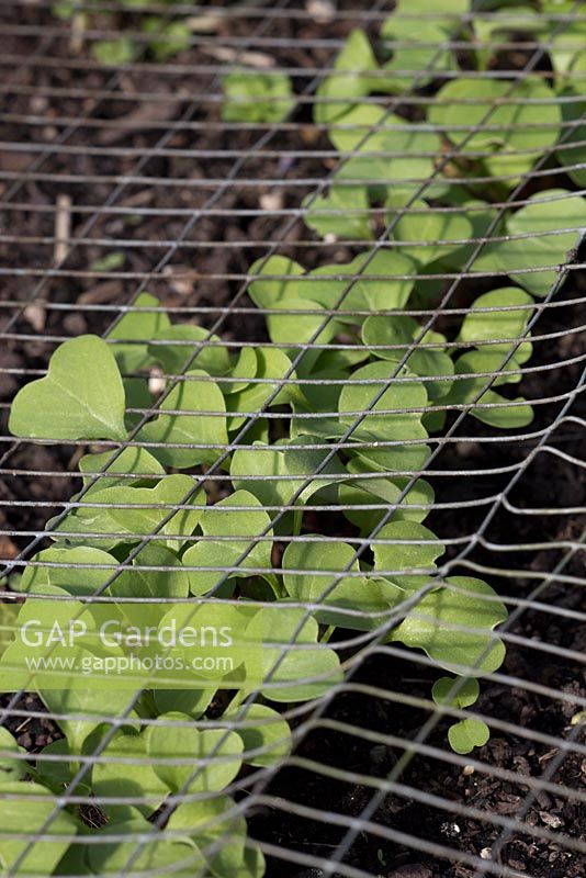 Seedlings protected from pheasants by wire