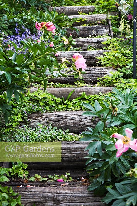 Wooden steps leading up to garden peony and campanula 