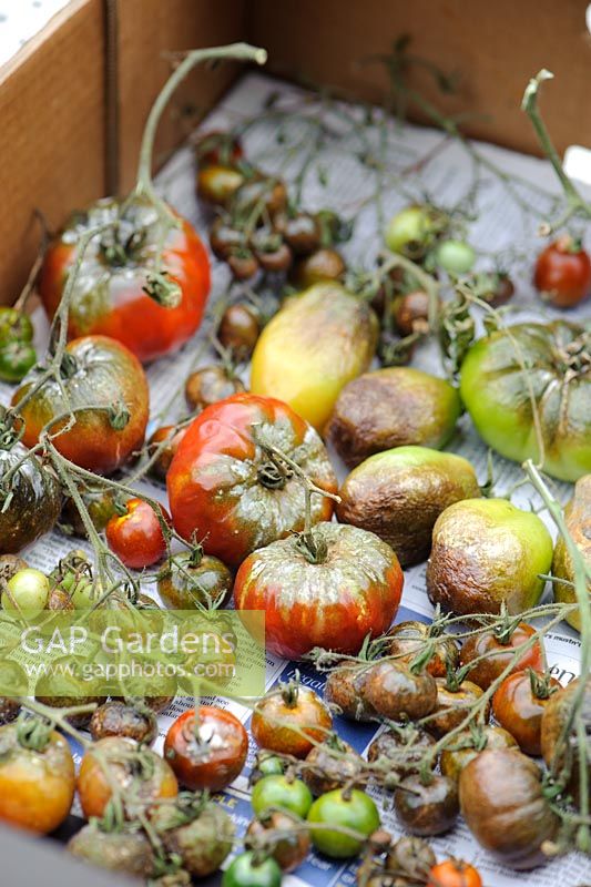 Tomato blight affecting fruits in storage