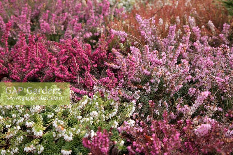 Erica - Winter Heather cultivars reach their peak at winters end - shown late February - from front 'Eva Gold', 'Golden Starlet', 'Pink Spangles', 'Myretoun Ruby', 'Westwood Yellow', 'Rosalie' and 'Winter Snow'