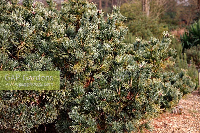 Pinus pumila 'Draijer's Dwarf'