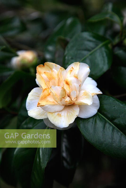 Camellia japonica 'Trewithen White' with frost damage to flowers
