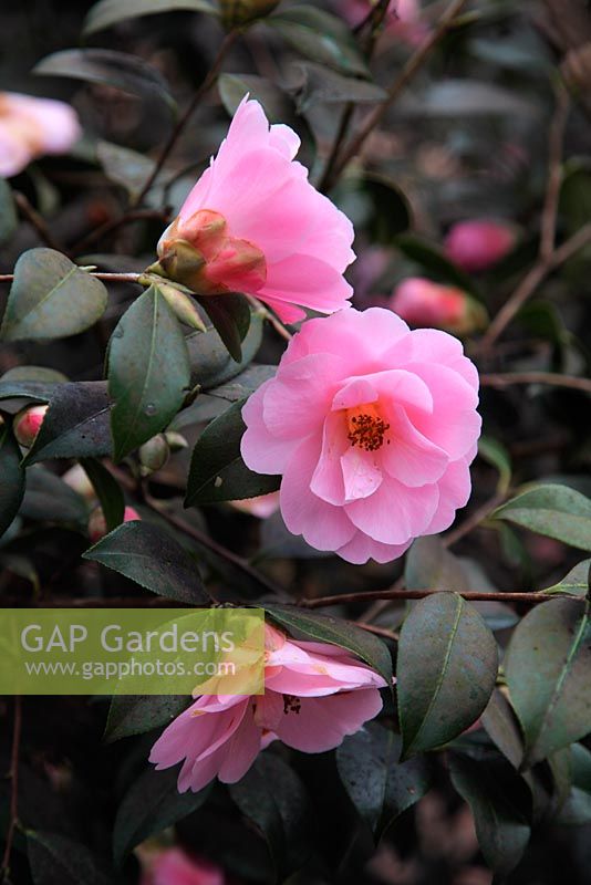 Camellia x williamsii 'Clarrie Lawcett'