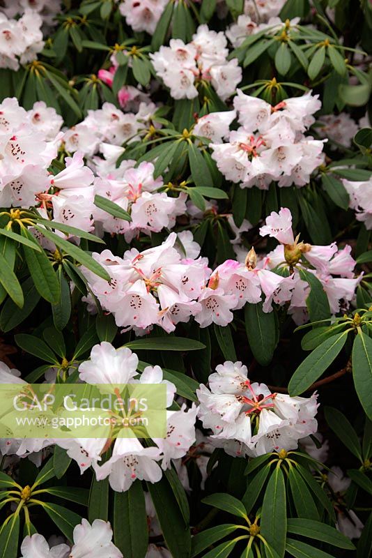 Rhododendron sutchuenense in the Valley Gardens, Windsor