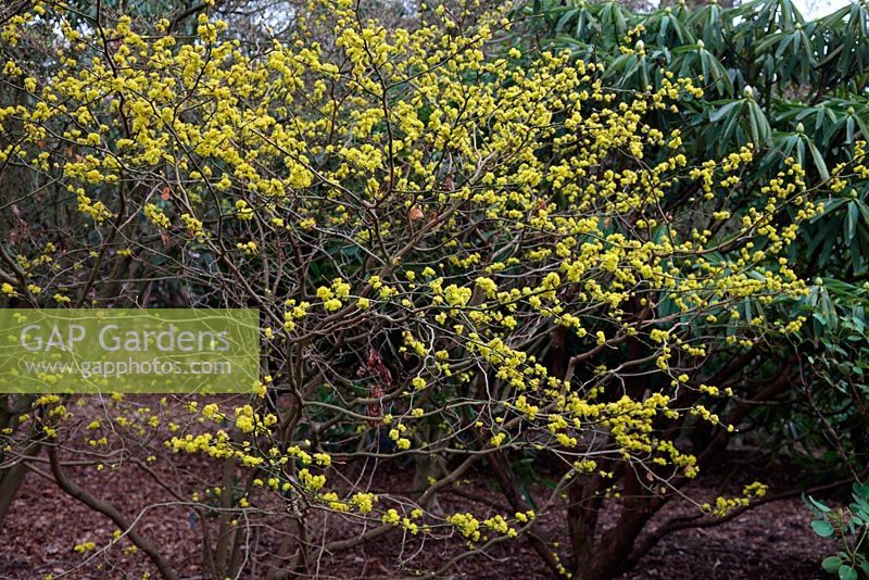 Lindera obtusiloba in Valley Gardens, Windsor Great Park
