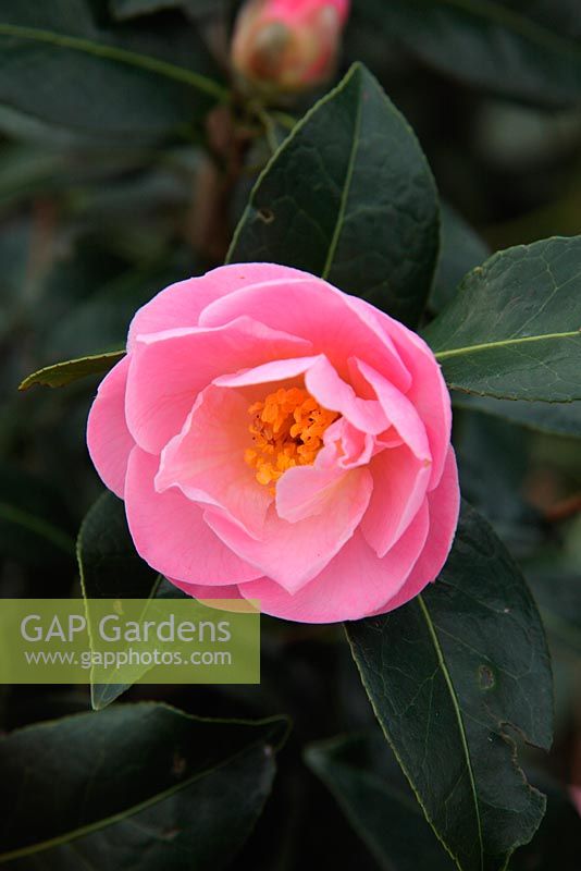 Camellia 'Nicky Crisp' - japonica x pitardii