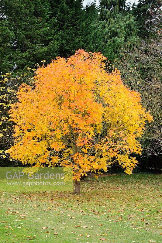 Pistacia chinensis. Tree in autumn
