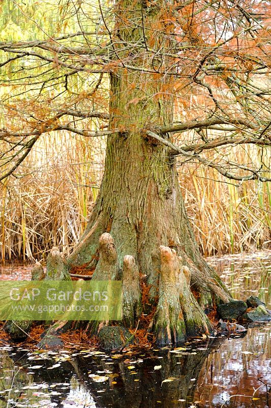 Taxodium distichum. Mature tree in lake showing 'knees' formed by roots -  University of Cambridge, Botanic Garden.