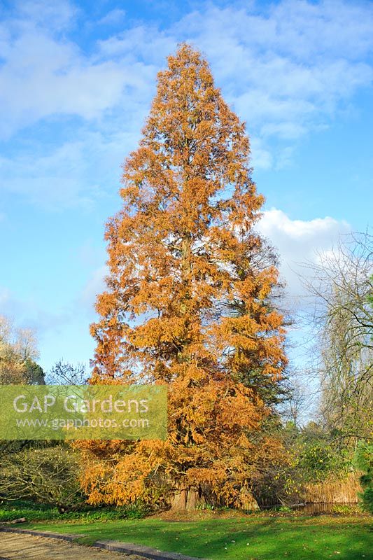 Metasequoia glyptostroboides - mature specimen at University of Cambridge, Botanic Garden.
