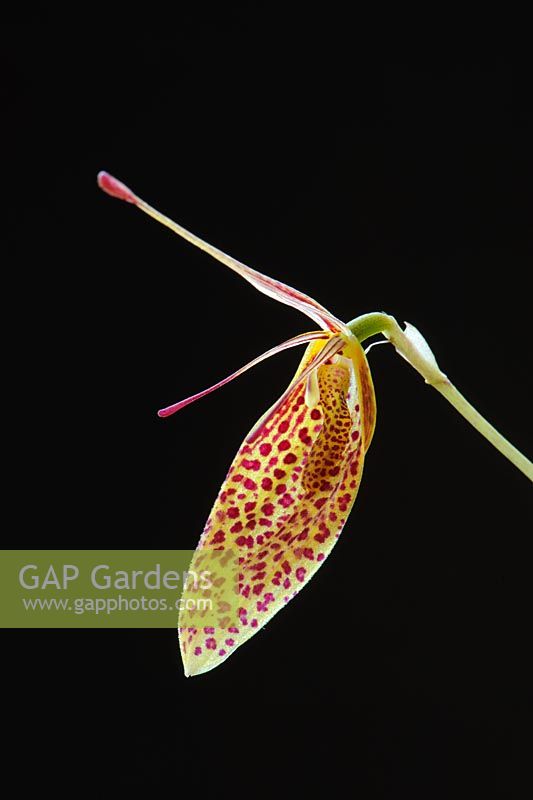 Restrepia 'Citari'. Miniature Orchid flower