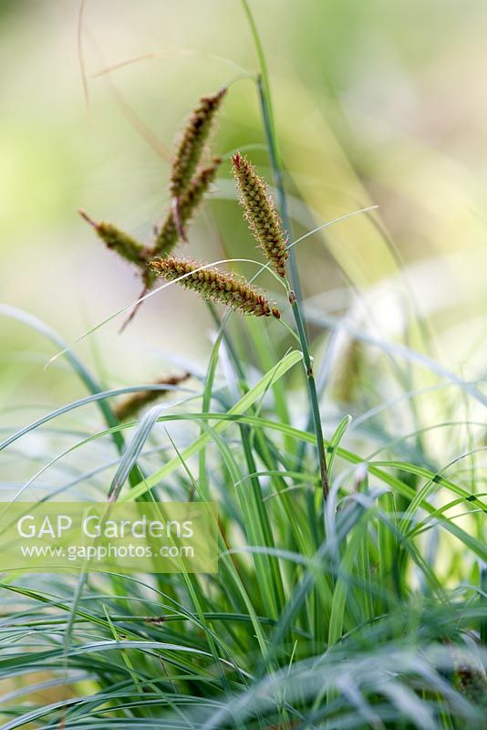 Flowers and foliage of Carex flacca in June