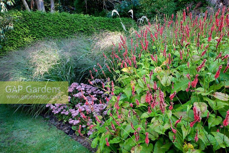 Panicum 'Warrior', Sedum 'Matrona' and Persicaria amplexicaulis - Knoll Gardens