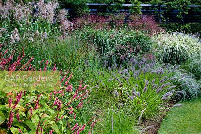 Pennisetum 'Red Head', Persicaria 'Taurus' and mixed Miscanthus in the Dragon Garden at Knoll Gardens in autumn
