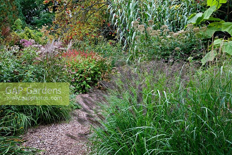 Pennisetum 'Red Head' with Miscanthus 'Afrika', Arundo donax and Persicaria 'Taurus' at Knoll Gardens in Autumn