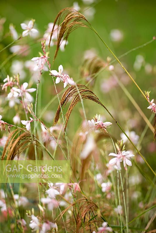 Miscanthus nepalensis and Gaura 'Whirling Butterflies' at Knoll Gardens
