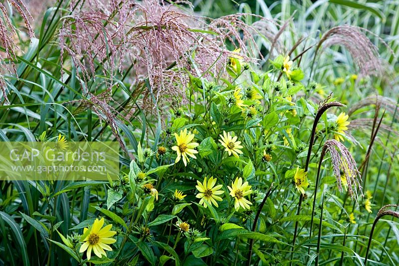 Helianthus 'Lemon Queen' with Miscanthus 'Roland' at Knoll Gardens in September